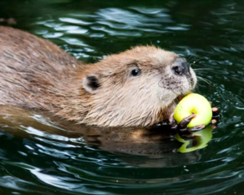 The 'Woke Beaver' Debate: A False Choice Between People and Planet
