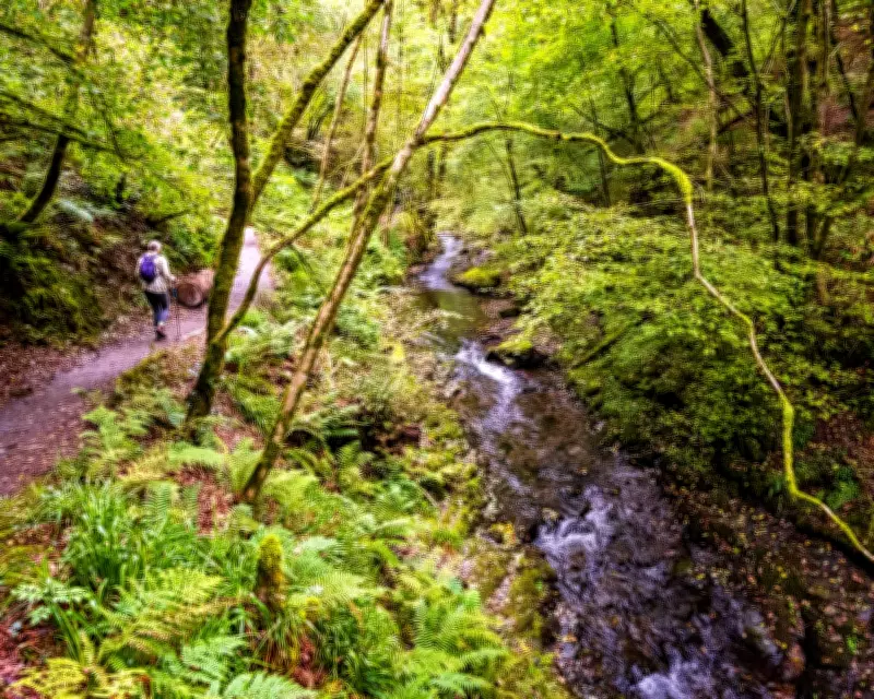 Three-Quarters of England's Woodlands Off-Limits to Public, Study Reveals