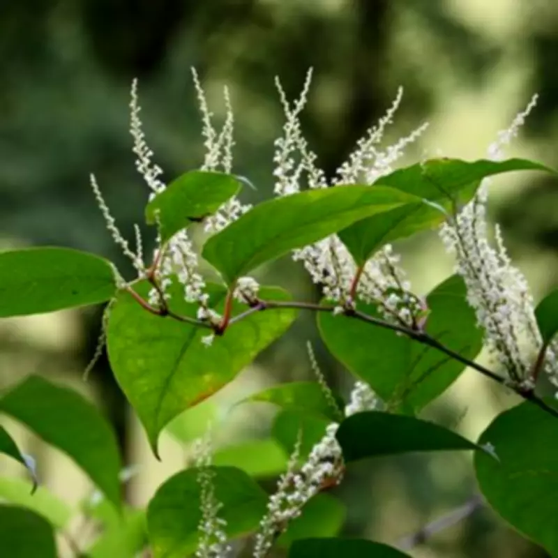 Three Spring Plants That Threaten Your Home and Insurance Claims