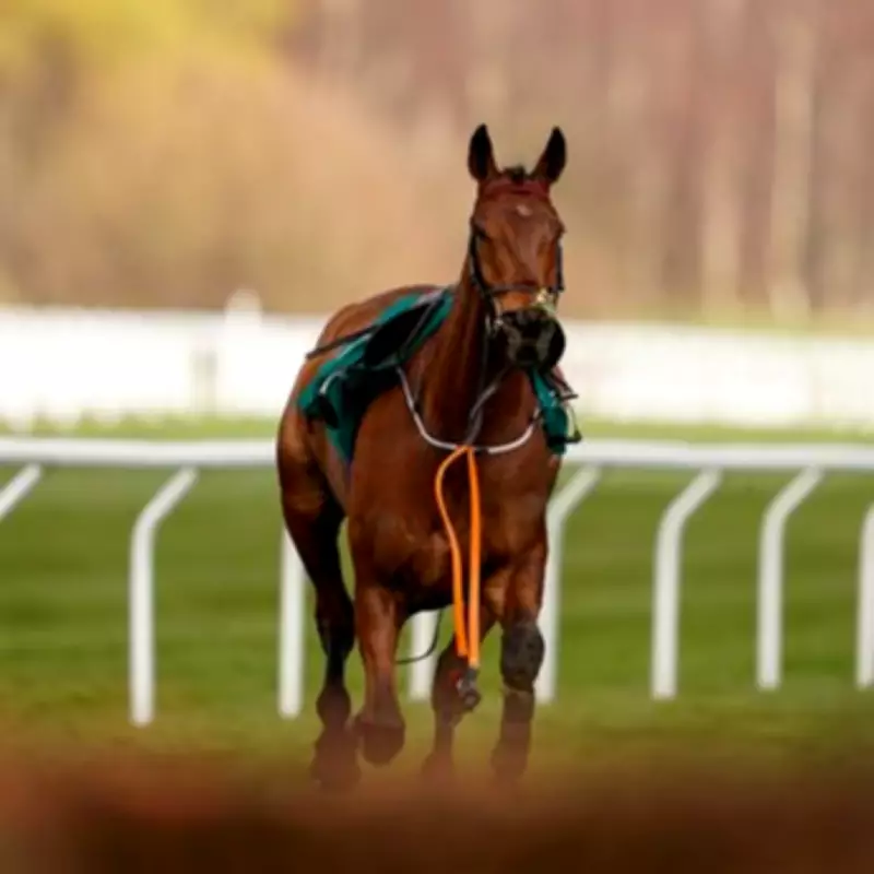 Tragedy at Cheltenham: Envoi Allen Dies After Gold Cup Collapse