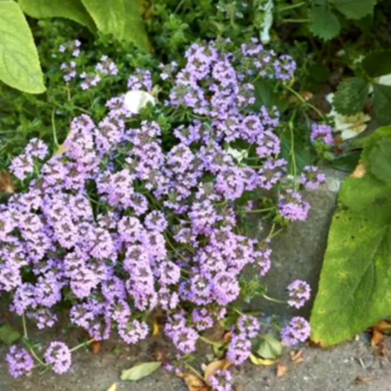 Transform Your Garden: Low-Maintenance Alternatives to Traditional Grass Lawns