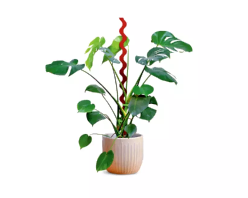 Transform Your Houseplants: Swap Moss Poles for Sculptural Stakes