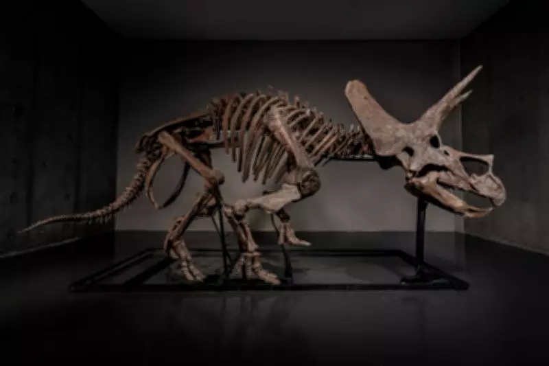 Triceratops 'Trey' Heads to Auction as Dinosaur Fossil Market Booms