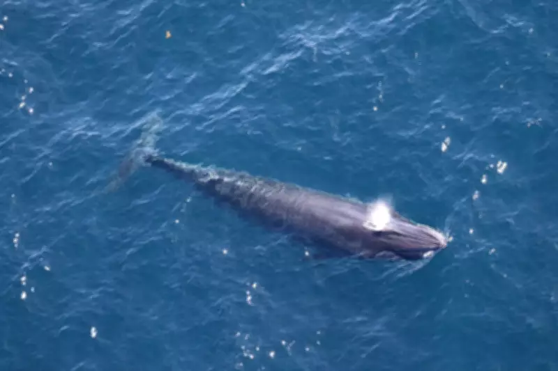 Trump's Gulf Drilling Plans Threaten World's Rarest Whale Species