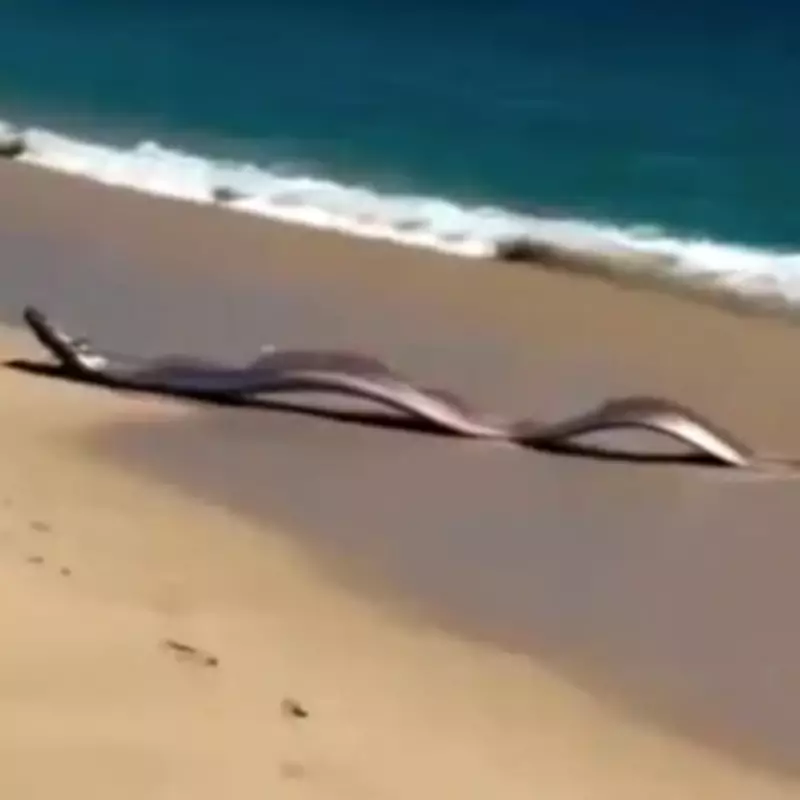 Two 'Doomsday Fish' Wash Ashore in Mexico, Sparking Global Concern