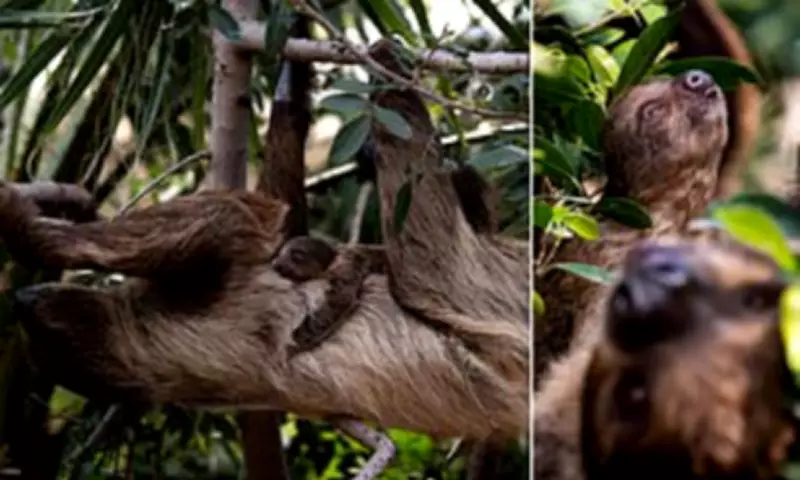 Two-Toed Sloth Gives Birth 14 Metres High at Spanish Zoo in Rare Public Display
