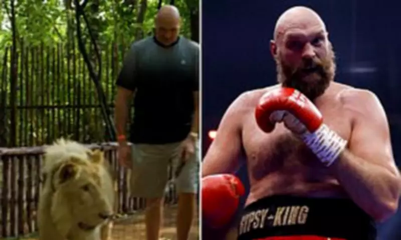 Tyson Fury Walks a Lion to Intimidate 'The Lion' Makhmudov Ahead of Comeback