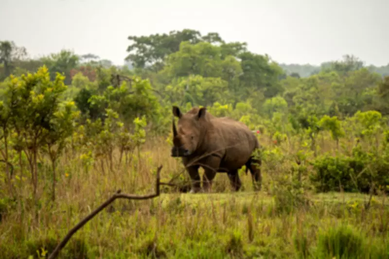 Uganda Reintroduces Rhinos to National Park After 43-Year Absence