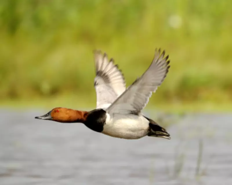 UK Bans Shooting of Six Wild Birds Including Pochard Ducks to Halt Decline