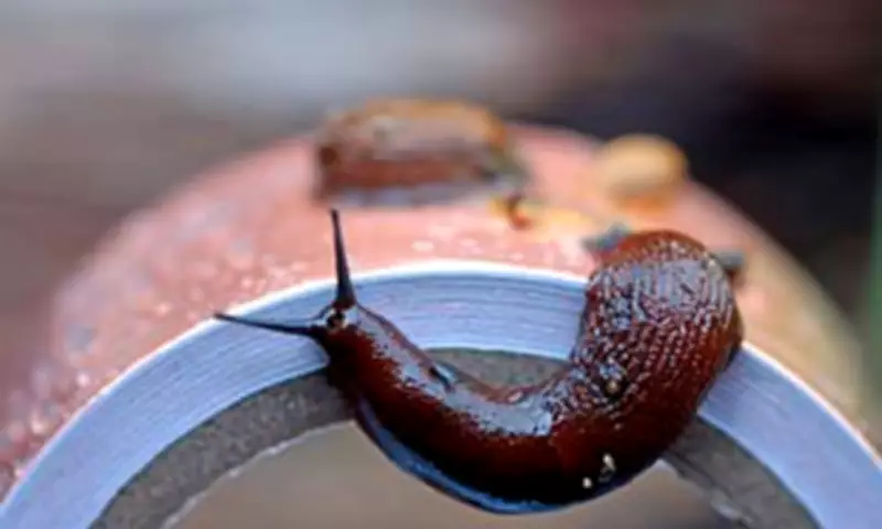 UK Braces for 'Slugageddon' After Record Wet Winter Creates Perfect Pest Conditions
