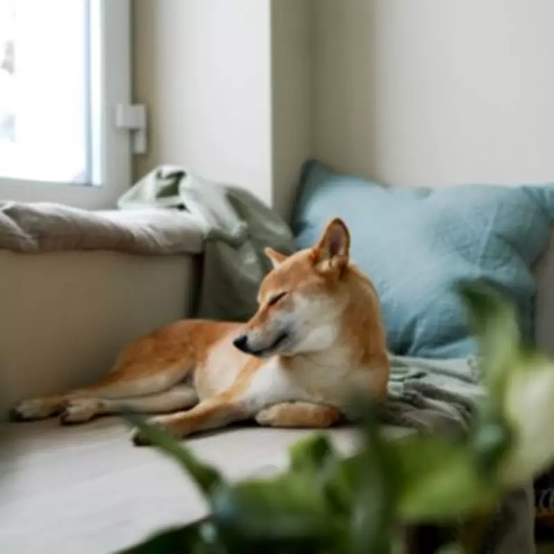 UK Dog Owners Issued Urgent Three-Week Easter Safety Warning