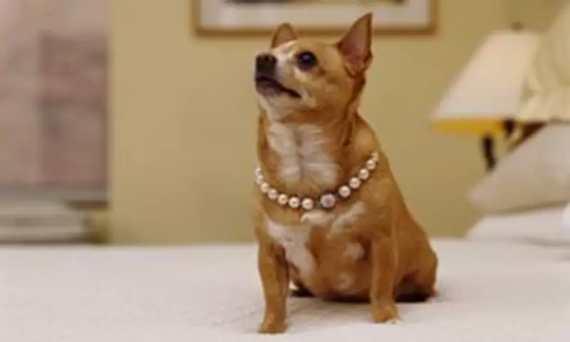 UK Dog Owners Leave £6.5 Billion to Pets in Wills, Survey Reveals