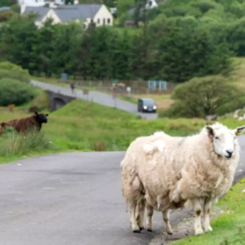UK Drivers Face Fines and Prison for Not Reporting Accidents with Eight Specific Animals