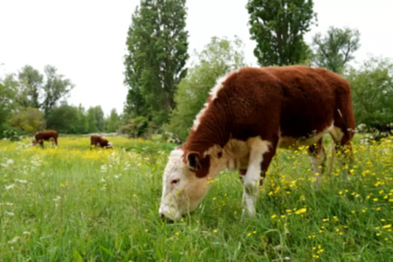 UK Government Seeks Business Input as EU Agrifood Trade Deal Nears