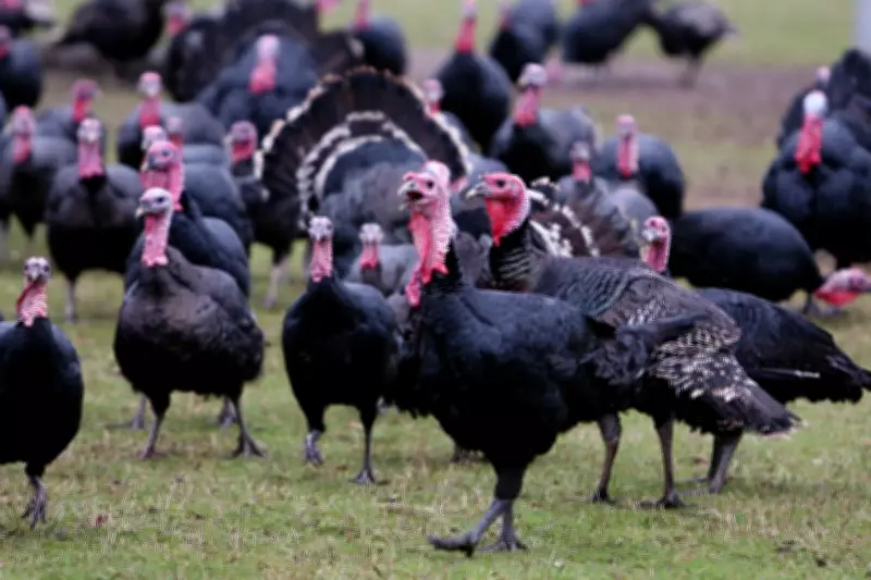UK Initiates Groundbreaking Bird Flu Vaccination Trials for Turkeys