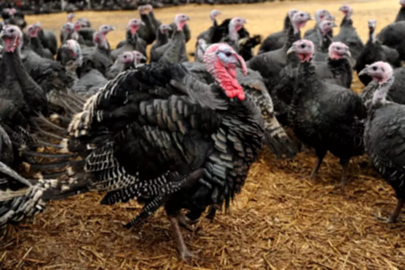 UK Launches Groundbreaking Bird Flu Vaccine Trial for Turkeys