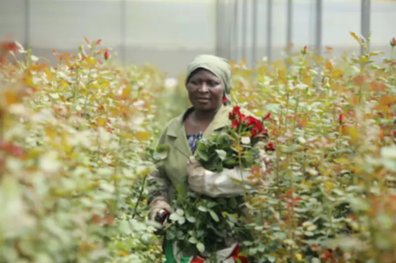 UK Mother's Day Flowers Linked to Kenyan Worker Suffering, Campaigners Demand Law