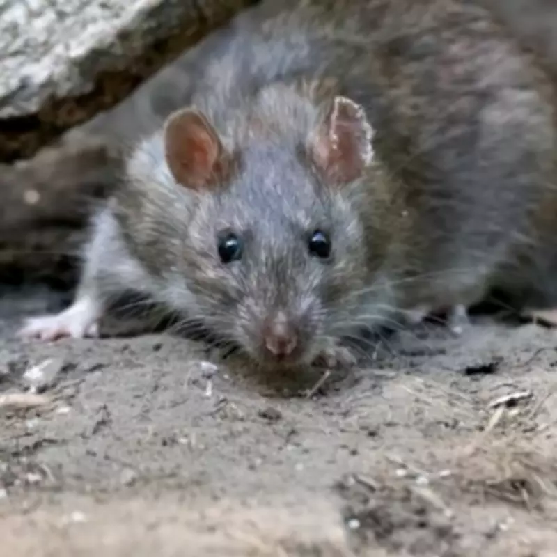 UK Rat Infestations Surge by 10% as Climate Drives Rodents Indoors
