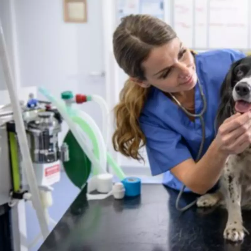 UK Vet Costs to Drop as CMA Implements Landmark Price Transparency Rules