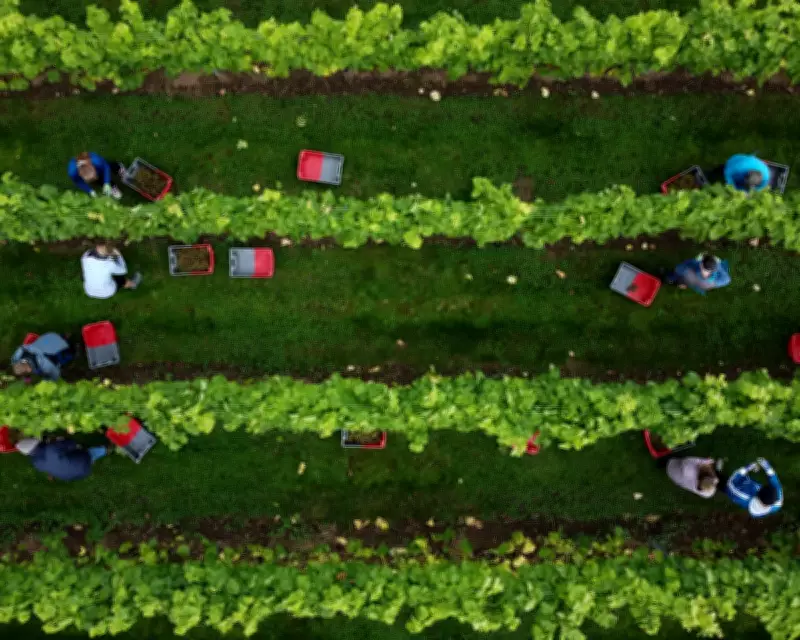 UK Wine Production Surges 55% in 2025, Marking Second-Largest Harvest