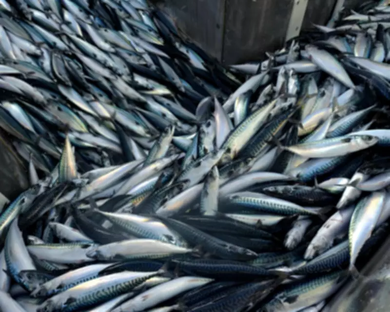 UK's Marine Protected Areas Scandal: Overfishing Threatens Ecosystems