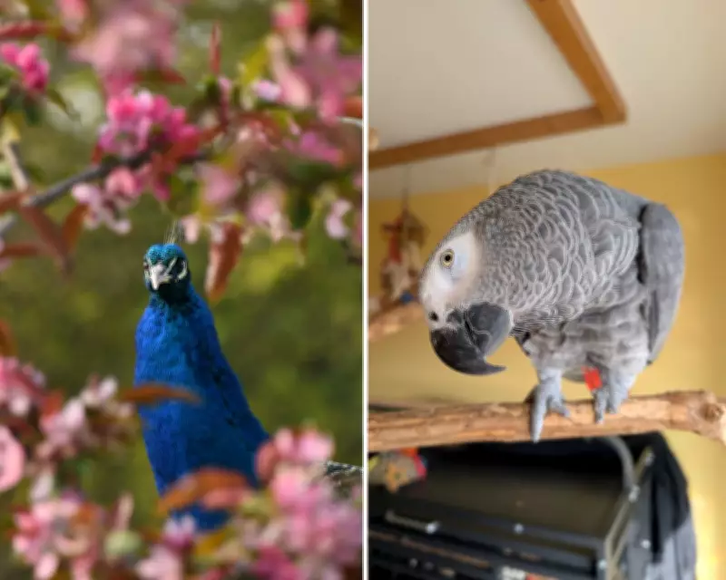 UK's Premier Exotic Animal Hospital to Close Amid Corporate Profit Concerns