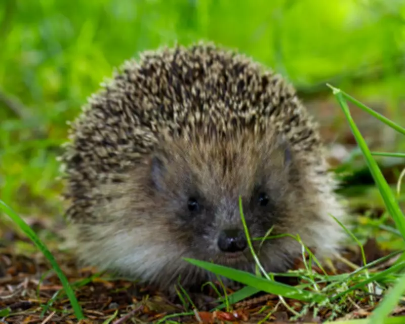 Ultrasound Repellers Could Save Hedgehogs from Road Deaths, Scientists Suggest