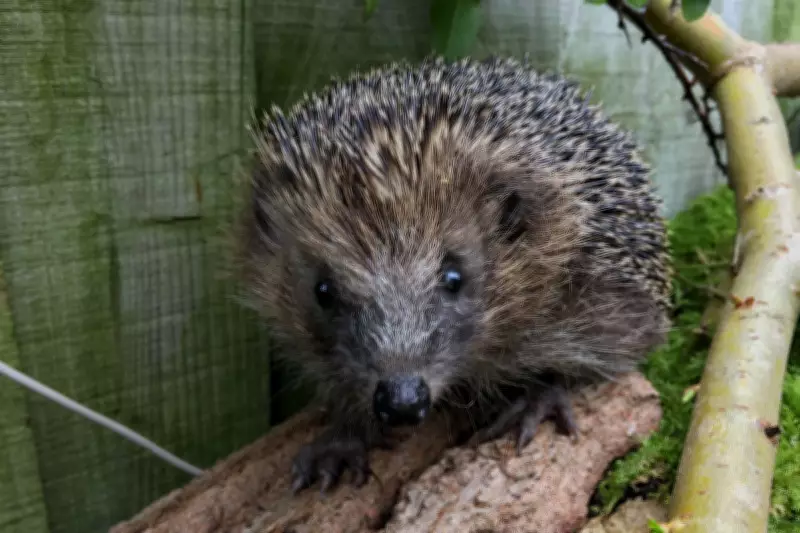 Ultrasound Technology Could Save Hedgehogs from Road Traffic Deaths