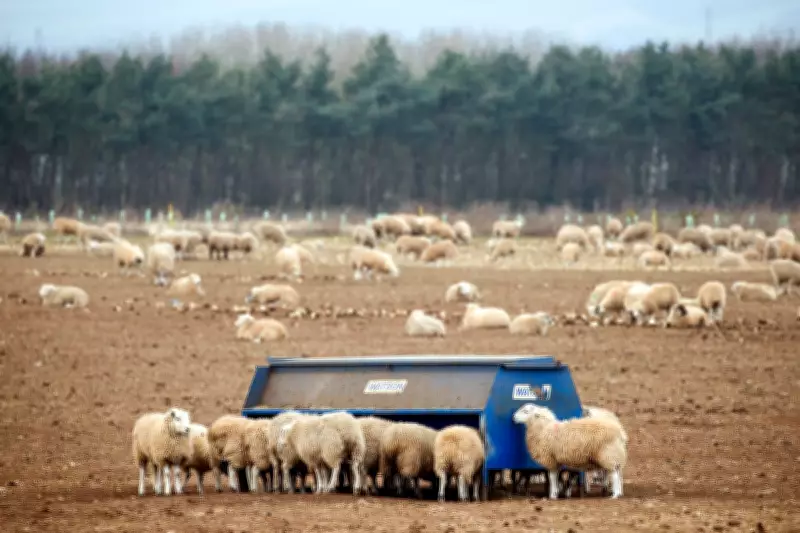 Unlimited Fines for Dog Owners Under New Livestock Protection Laws