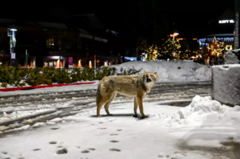 Urban Coyotes Show Bolder Behaviour Than Rural Counterparts, Study Reveals