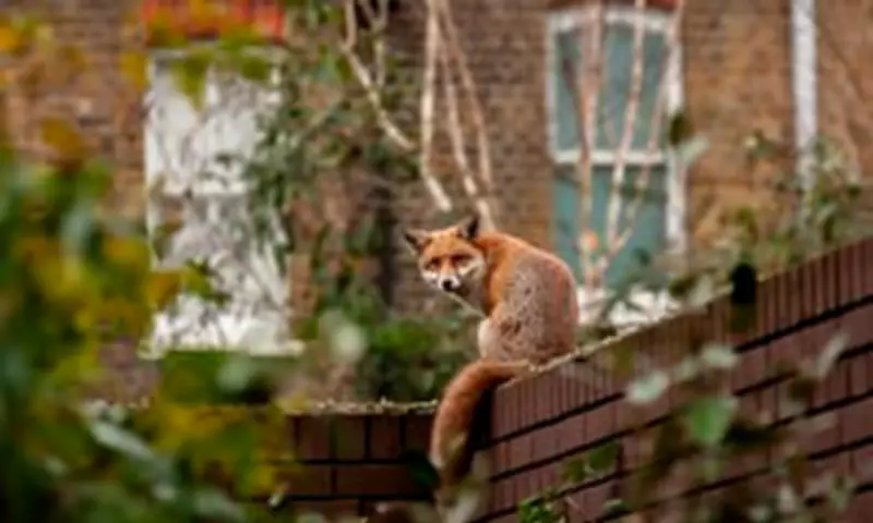 Urban Foxes: The Nocturnal Neighbours Dividing Britain's Cities