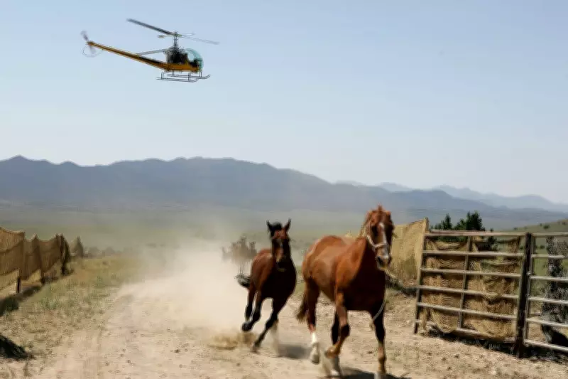US Federal Plan to Remove 14,000 Wild Horses via Helicopter Roundups Sparks Outrage