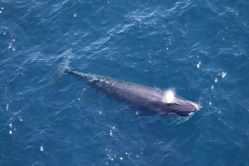 US Halts Gulf of Mexico Drilling to Protect Endangered Species
