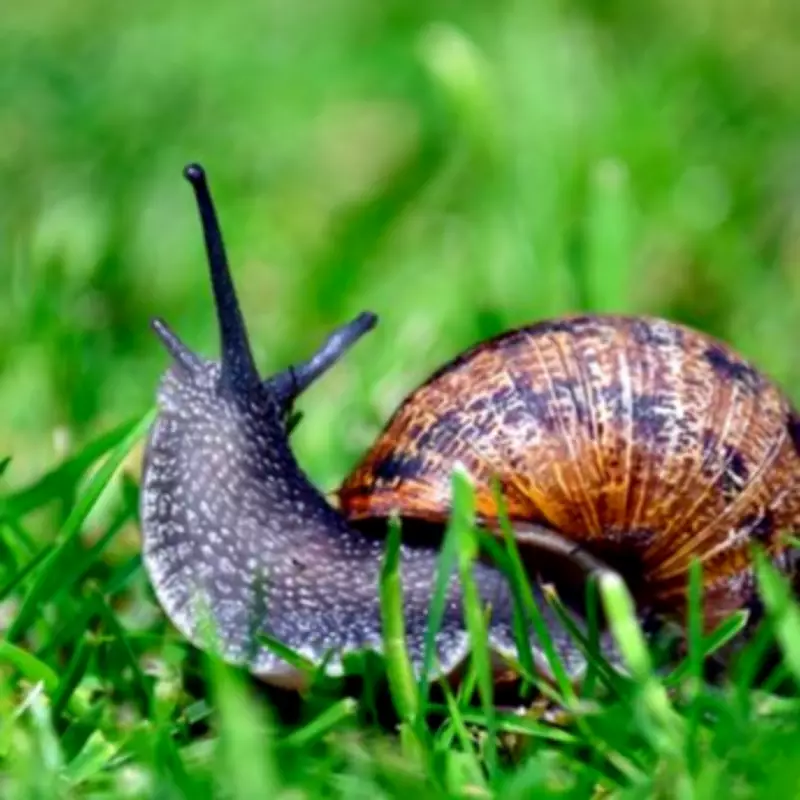 Used Tea Bags: The Natural Hack to Protect Your Garden from Slugs and Snails