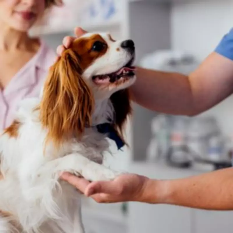 Vet Reveals 5 Most Overused Dog Names and Urges Owners to Be More Creative