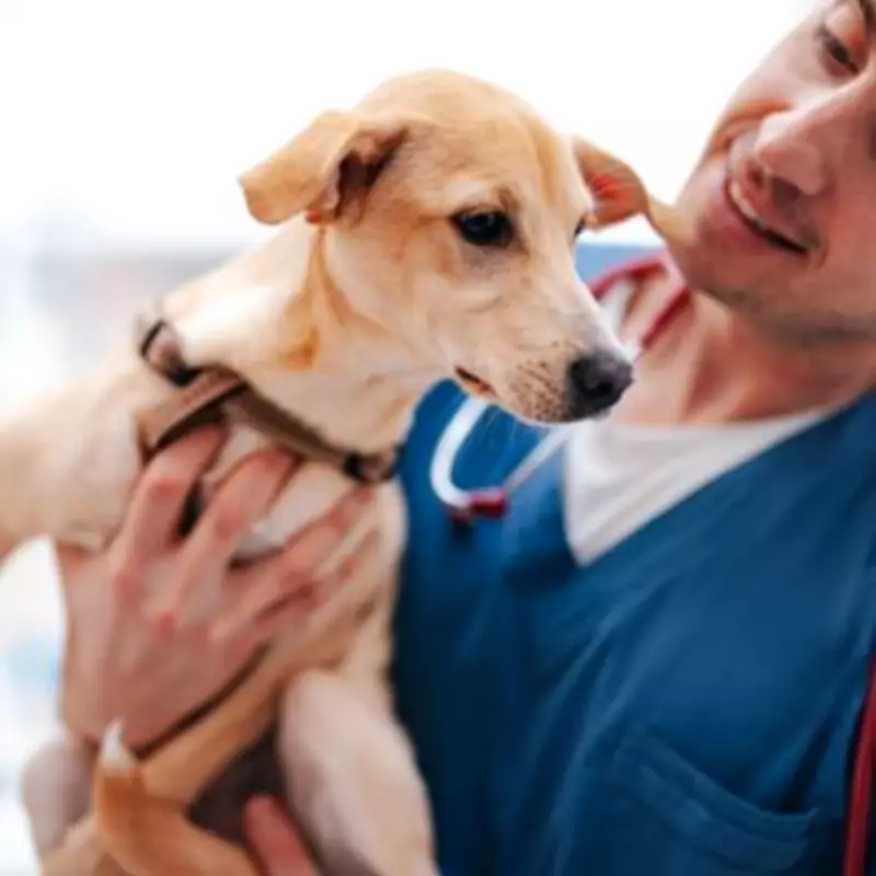 Vet Reveals Hidden Crisis Forcing UK Pet Owners To Abandon Animals