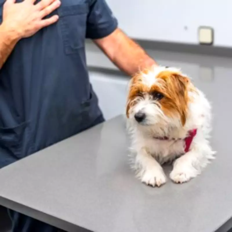 Vet Reveals One Small Change in Your Pet's Breath Could Signal End of Life