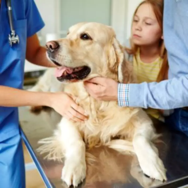 Vet Reveals the One Question All Pet Owners Ask During Final Goodbyes