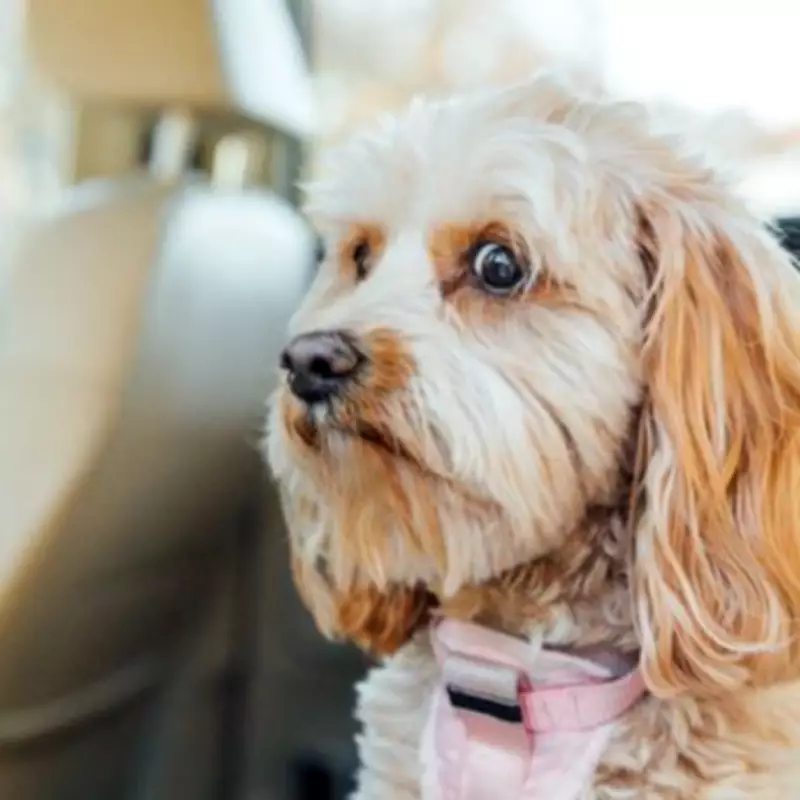 Vet Warns Dog Owners: Common Mistake Worsens Pet Separation Anxiety