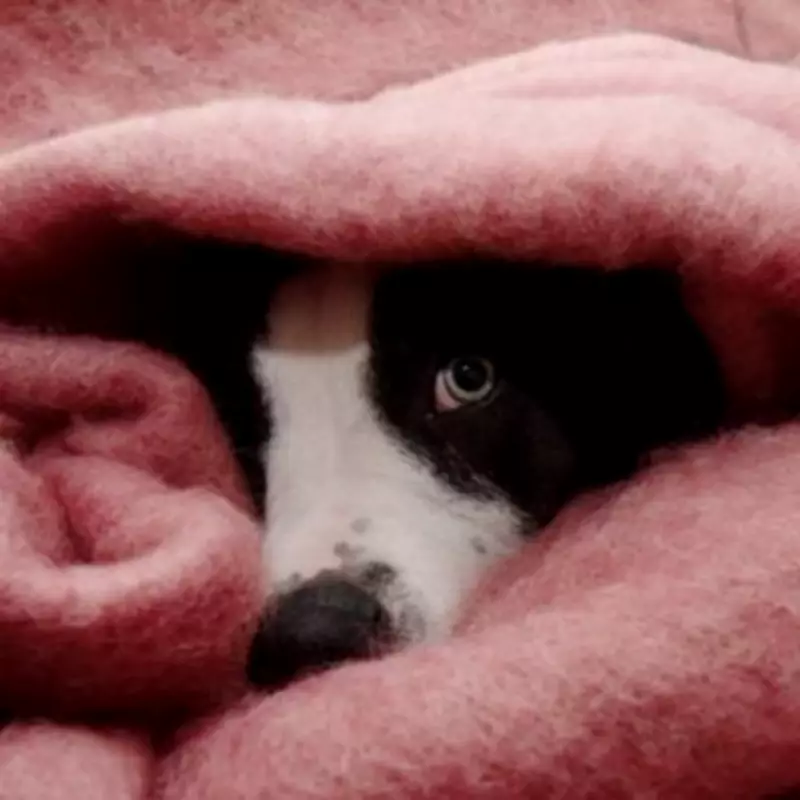 Vet's Crucial Warning: One Common Owner Mistake Fuels Canine Separation Anxiety