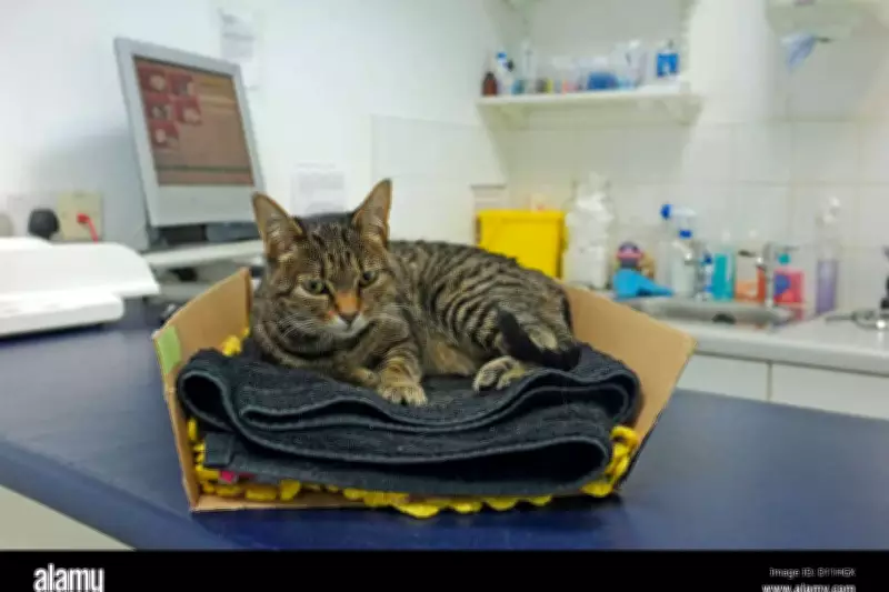 Vets Face New Legal Requirements: Price Transparency and Fee Caps Announced