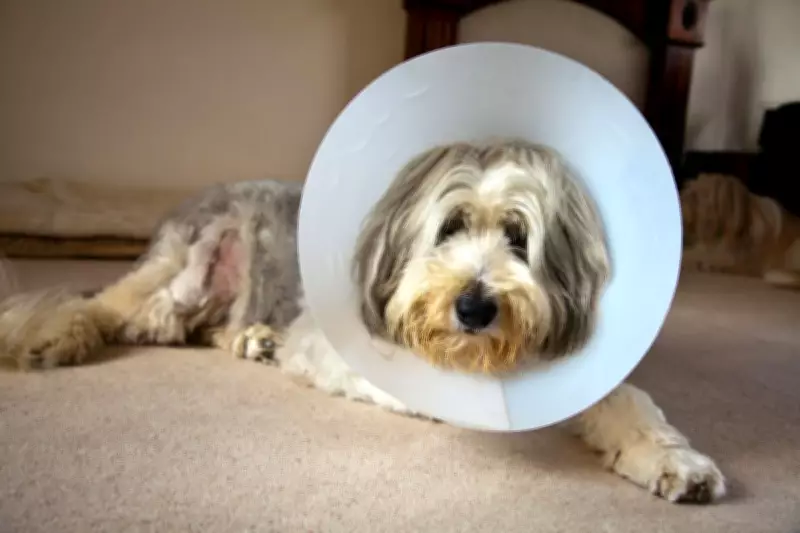 Vets Forced to Publish Price Lists and Cap Prescription Fees by Law