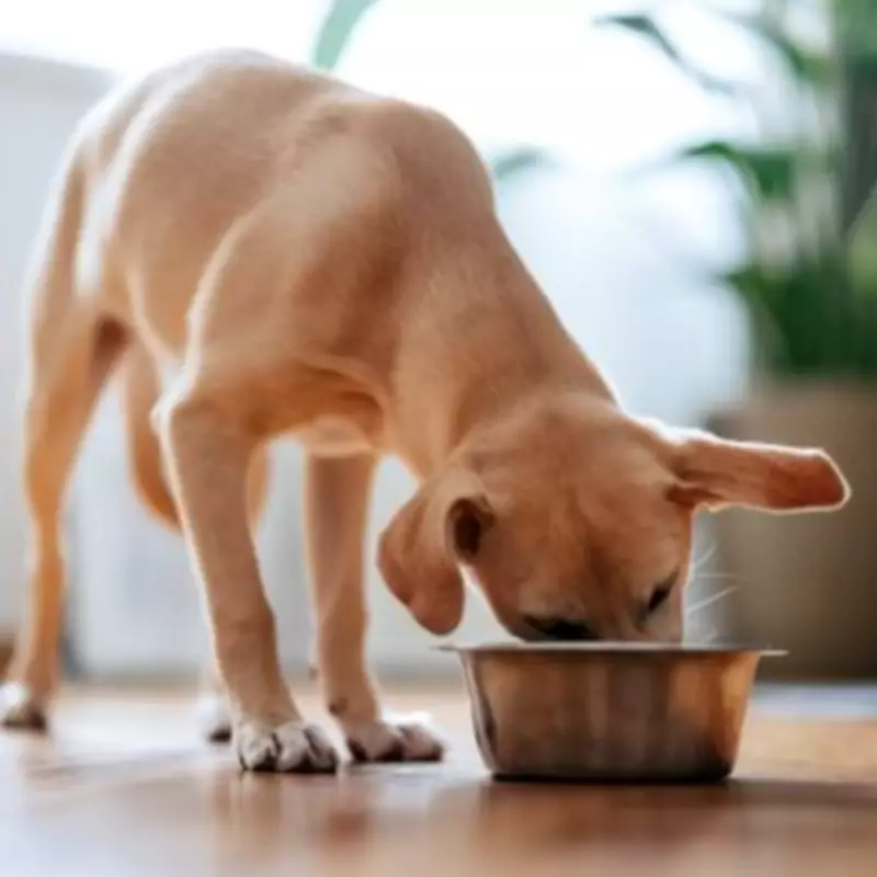 Vets Issue Urgent Warning: Never Feed This Common Meat to Dogs