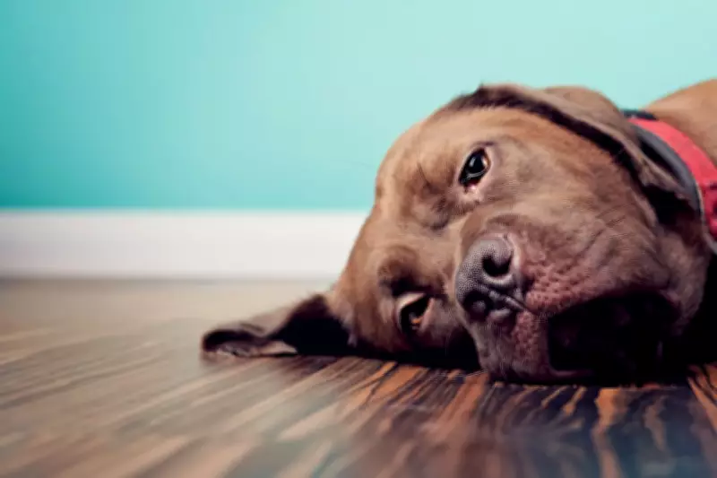 Victoria's Animal Protection Law Reforms Shelved Indefinitely