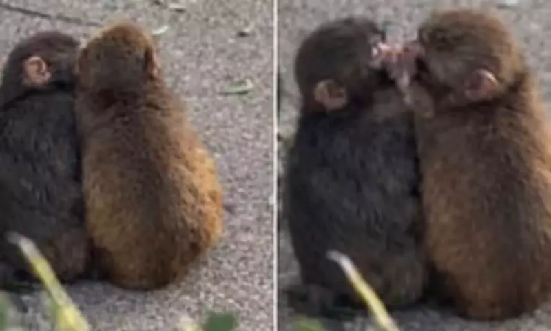 Viral Japanese Macaque Punch Finds Love and Acceptance with Momo-chan