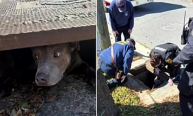 Virginia Pitbull Rescued from Storm Drain After Barking for Help