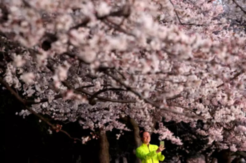 Washington DC Cherry Blossoms Reach Fleeting Peak Bloom Amid Festival