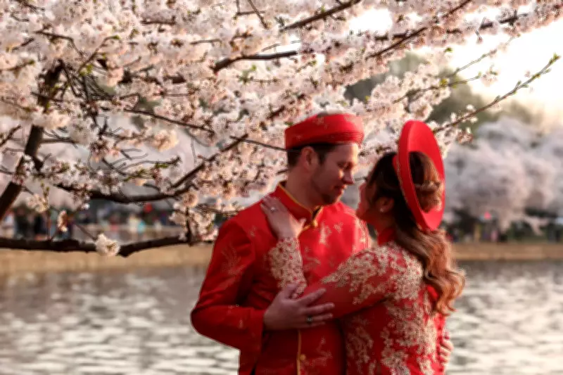 Washington DC Cherry Blossoms Reach Peak Bloom as 'Magic Number' Achieved