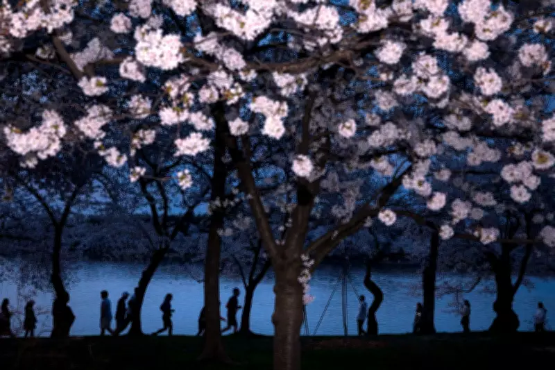 Washington's Cherry Blossoms Reach Peak Bloom, Marking Spring's Arrival