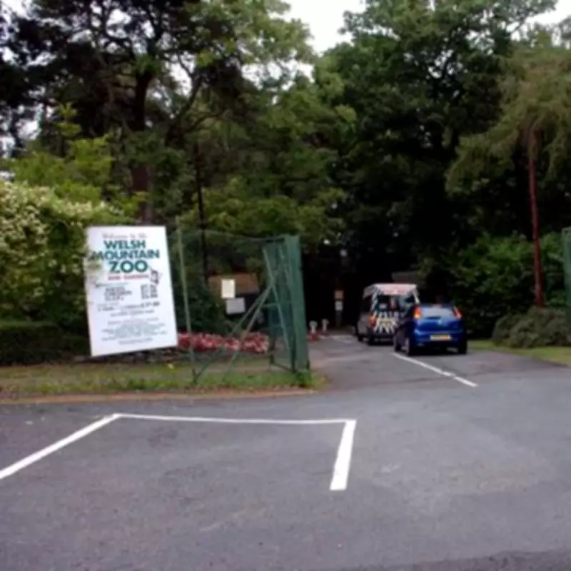 Welsh Mountain Zoo Issues Statement After Chimpanzee Infant Death